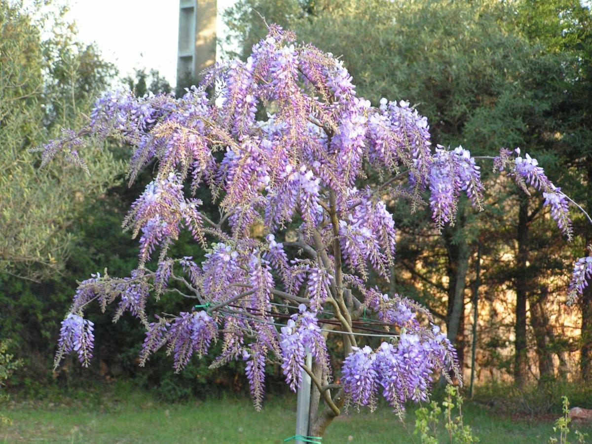 Le Jardin Des Selves Bed and Breakfast Draguignan Exteriör bild